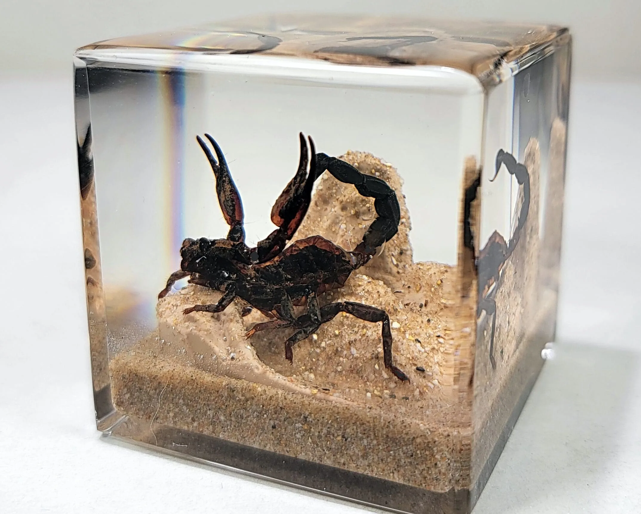 Real Scorpion in Resin, Scorpion Diorama