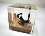 Real Scorpion in Resin, Scorpion Diorama