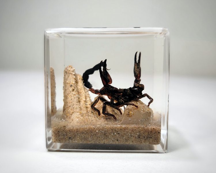 Real Scorpion in Resin, Scorpion Diorama