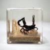 Real Scorpion in Resin, Scorpion Diorama