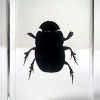 Bugs in Resin, Dung Beetle in Lucite