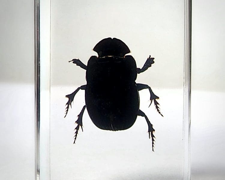 Bugs in Resin, Dung Beetle in Lucite