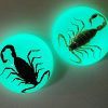 Real Scorpion Magnet, Bugs in Resin, Scorpion Fridge Magnet