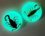 Real Scorpion Magnet, Bugs in Resin, Scorpion Fridge Magnet