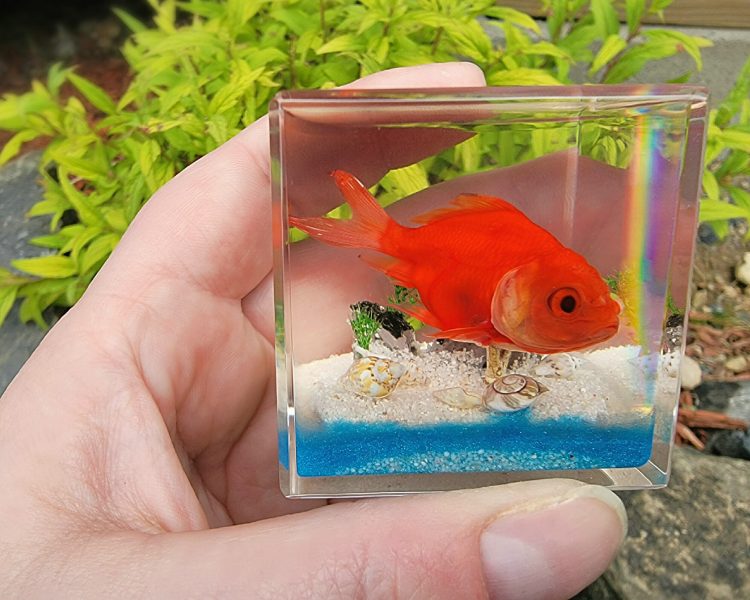 Real Goldfish in Resin, Real Fish Diorama