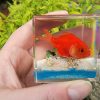 Real Goldfish in Resin, Real Fish Diorama