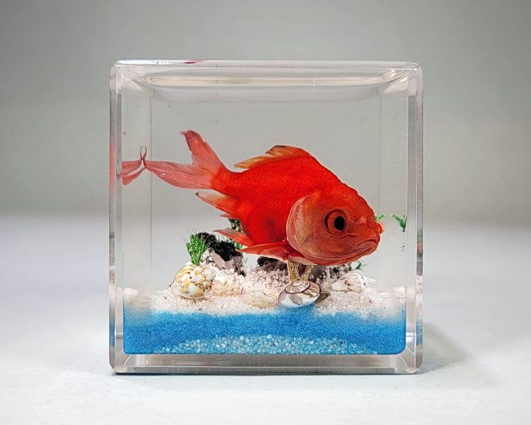 Real Goldfish in Resin, Goldfish Diorama
