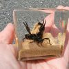 Real Scorpion Diorama, Scorpion Cube Display, Insect Paperweight