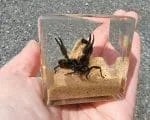 Real Scorpion Diorama, Scorpion Cube Display, Insect Paperweight