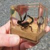 Real Scorpion Diorama, Scorpion Cube Display, Insect Paperweight