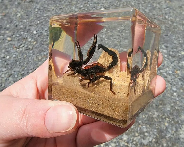 Real Scorpion Diorama, Scorpion Cube Display, Insect Paperweight