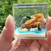 Real Crab Diorama, Fiddler Crab in Resin, Ocean Decor