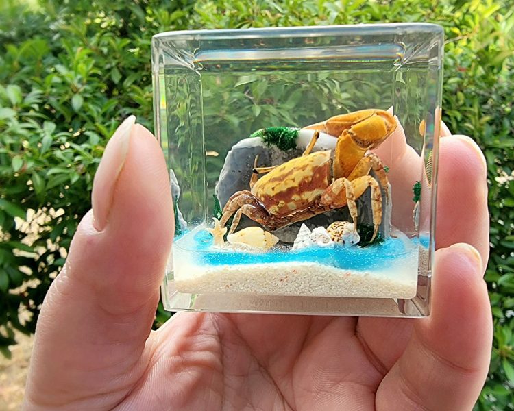 Real Crab Diorama, Fiddler Crab in Resin, Ocean Decor