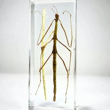 Stick Bug In Resin, Walking Stick Lucite