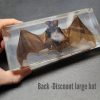 Real Bat in Resin, Real Preserved Bat, Oddities Curiosities