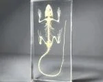 Real Lizard Skeleton, Animal Skeletons, Oddities Curiosities