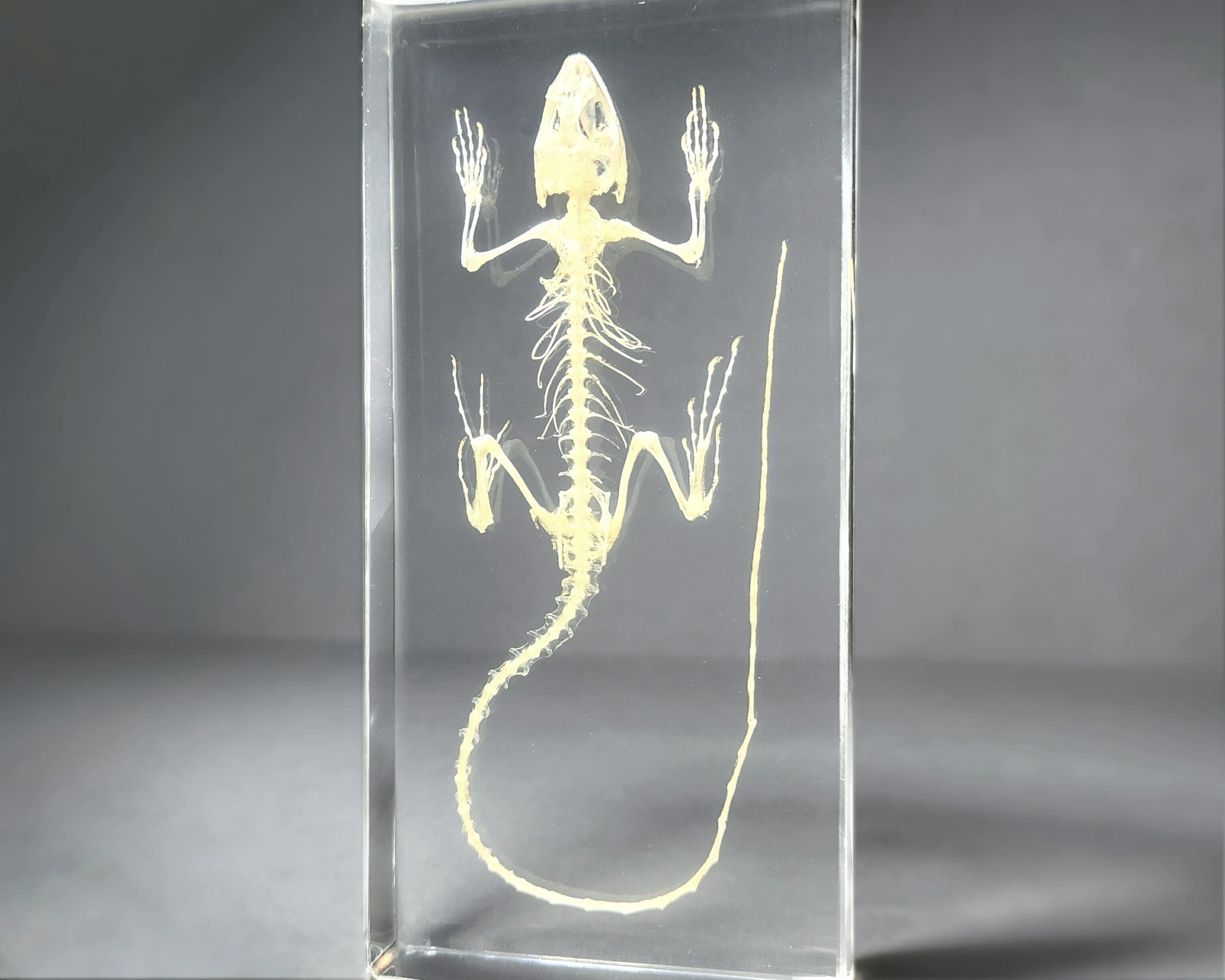 Real Lizard Skeleton, Animal Skeletons, Oddities Curiosities