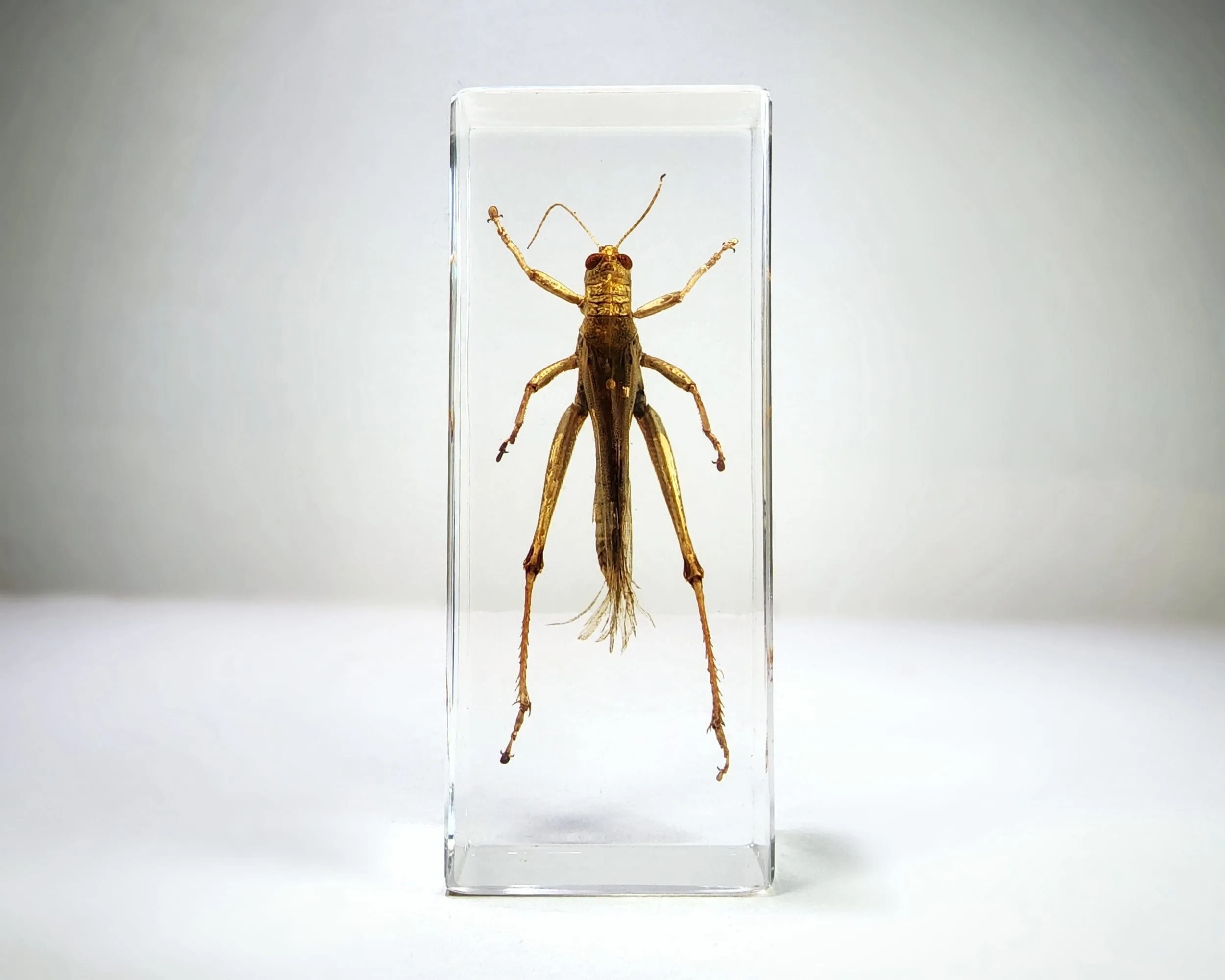 Slide 2 for Large Locust, Grasshopper in Resin, Insects in Resin