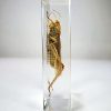 Locust In Resin, Grasshopper Specimen