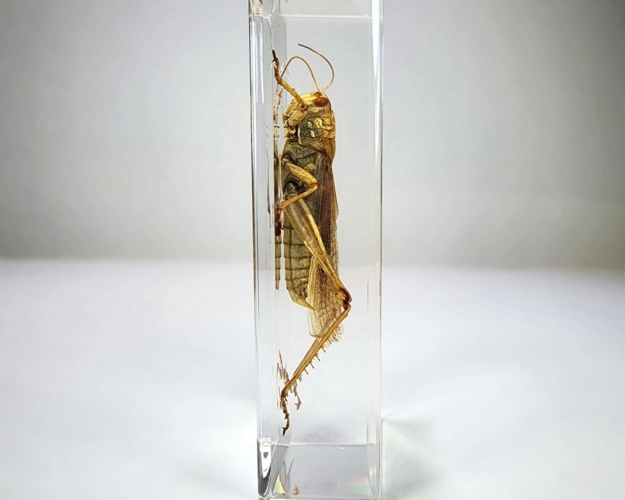 Slide 3 for Large Locust, Grasshopper in Resin, Insects in Resin
