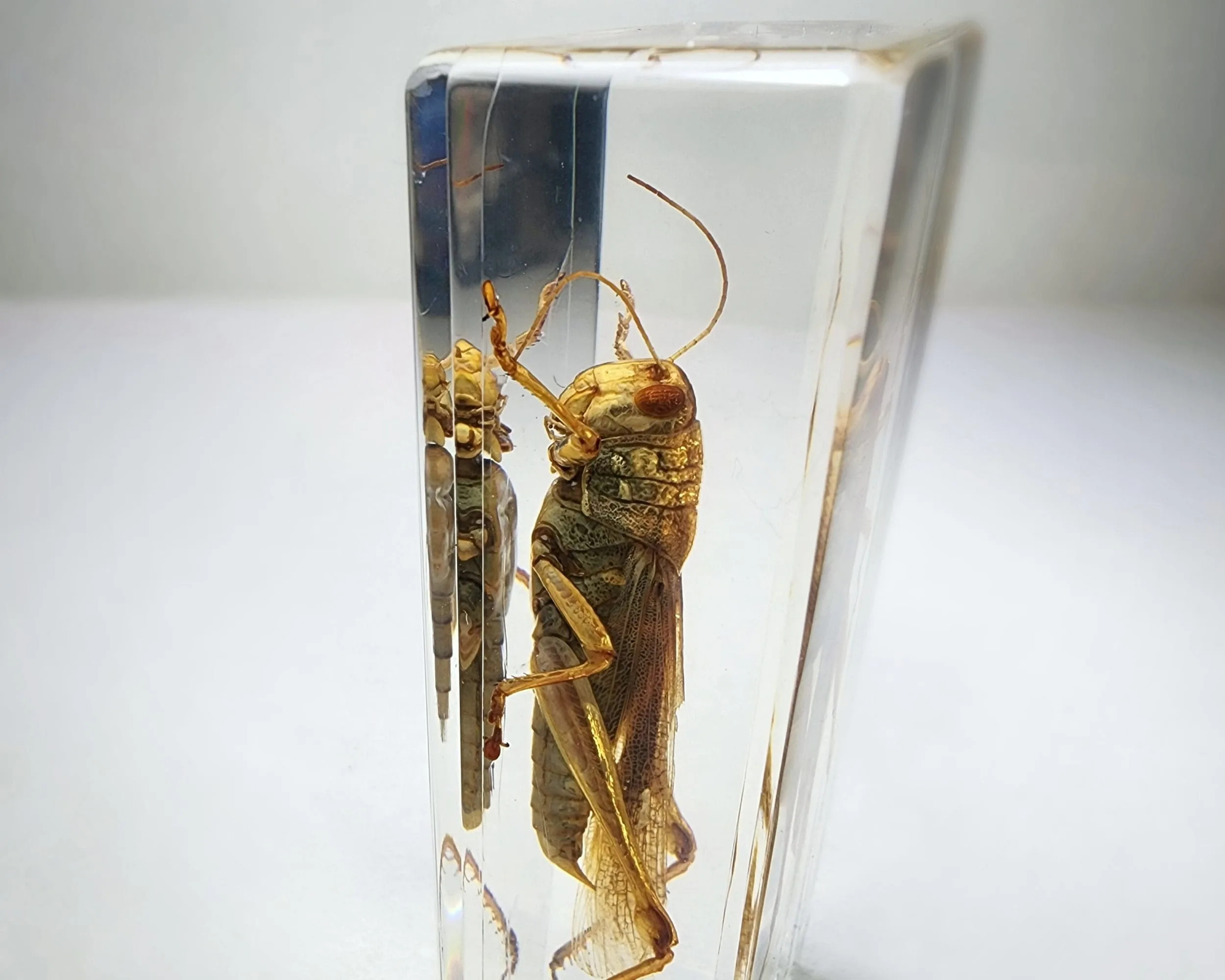 Slide 4 for Large Locust, Grasshopper in Resin, Insects in Resin