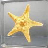 Real Starfish in Resin, Resin Aquatic Specimen, Ocean Decor