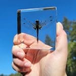 Dragonfly Gifts, Real Dragonfly in Resin, Real Bugs in Resin