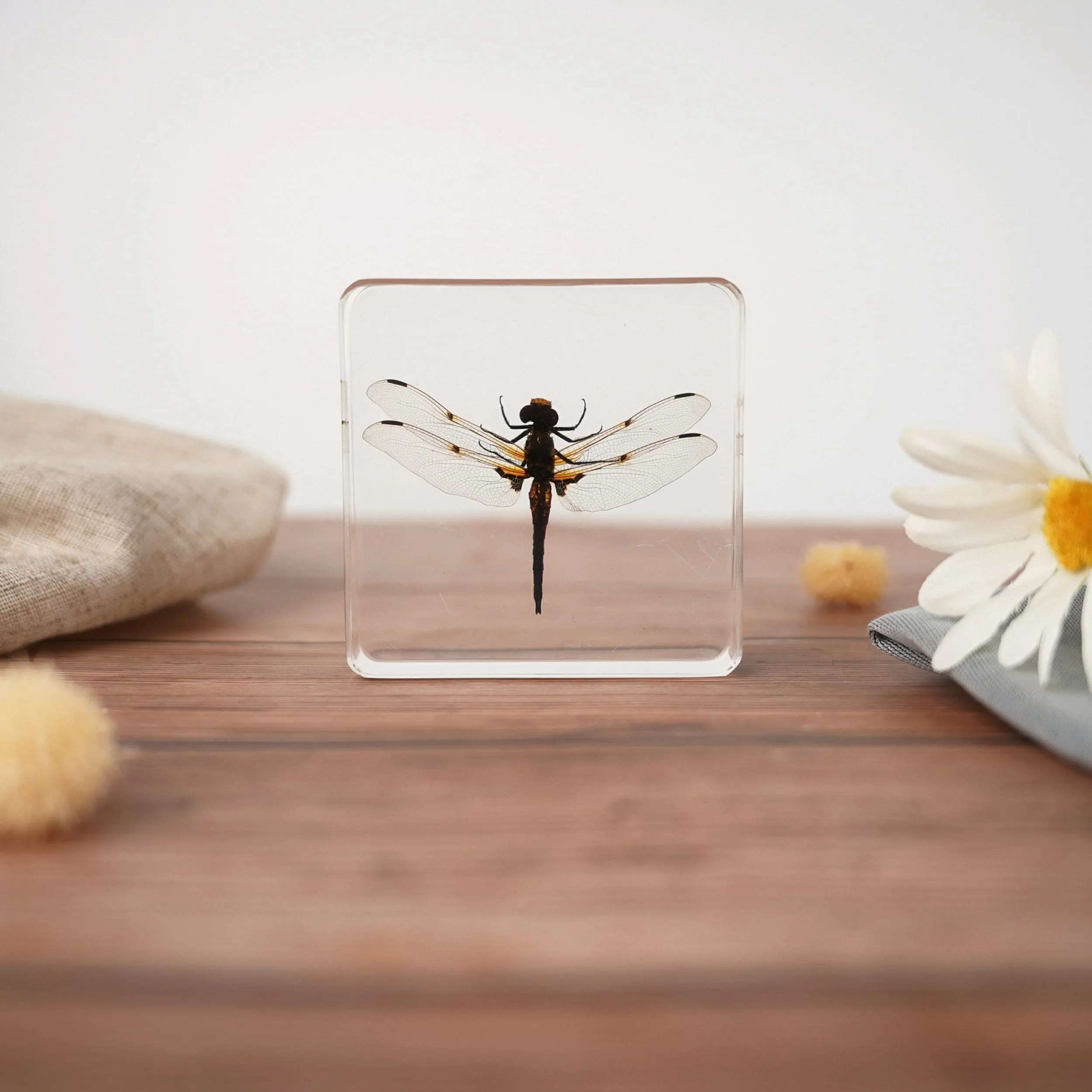 Slide 7 for Dragonfly in Resin, Four Spotted Chaser, Insects in Resin