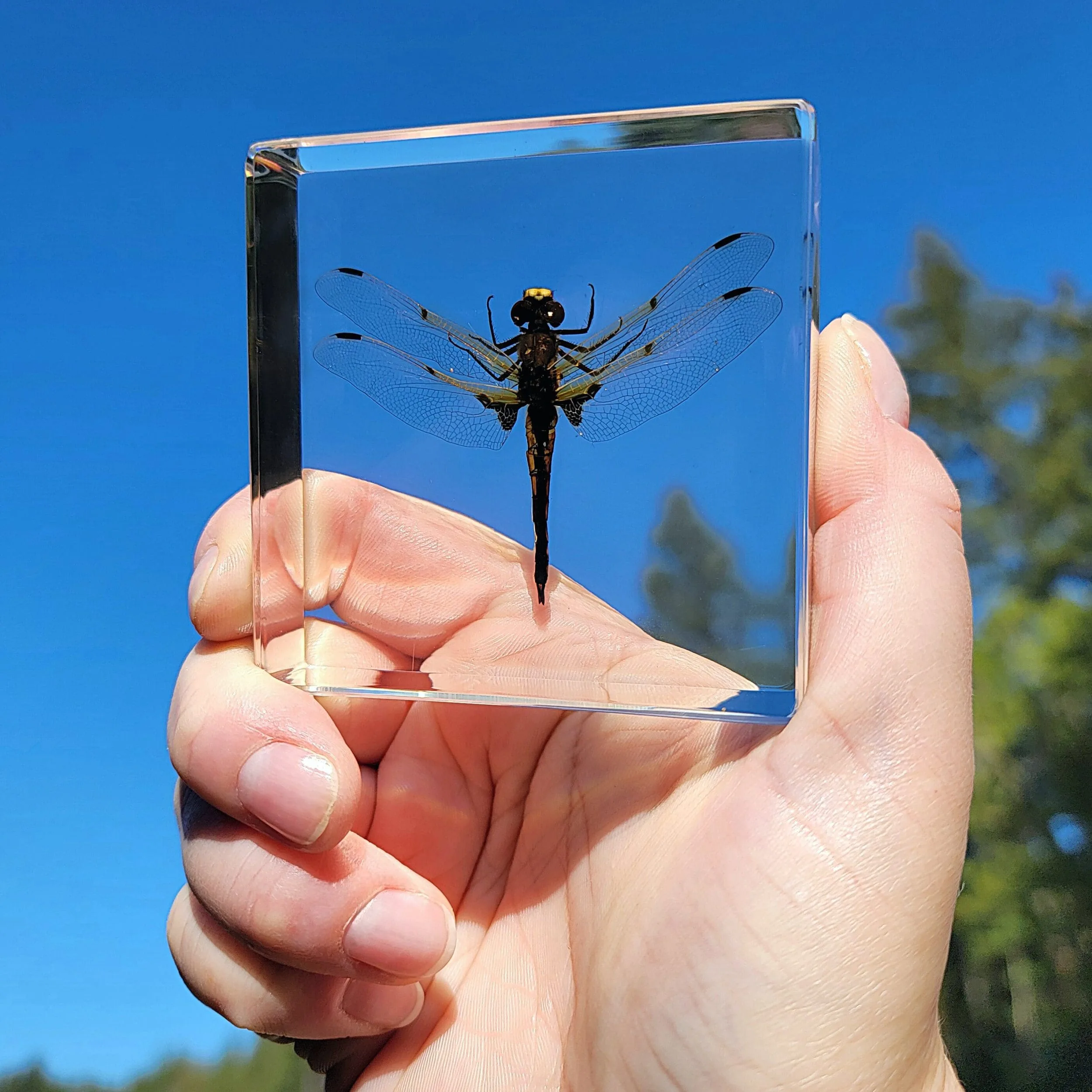 Slide 4 for Dragonfly in Resin, Four Spotted Chaser, Insects in Resin
