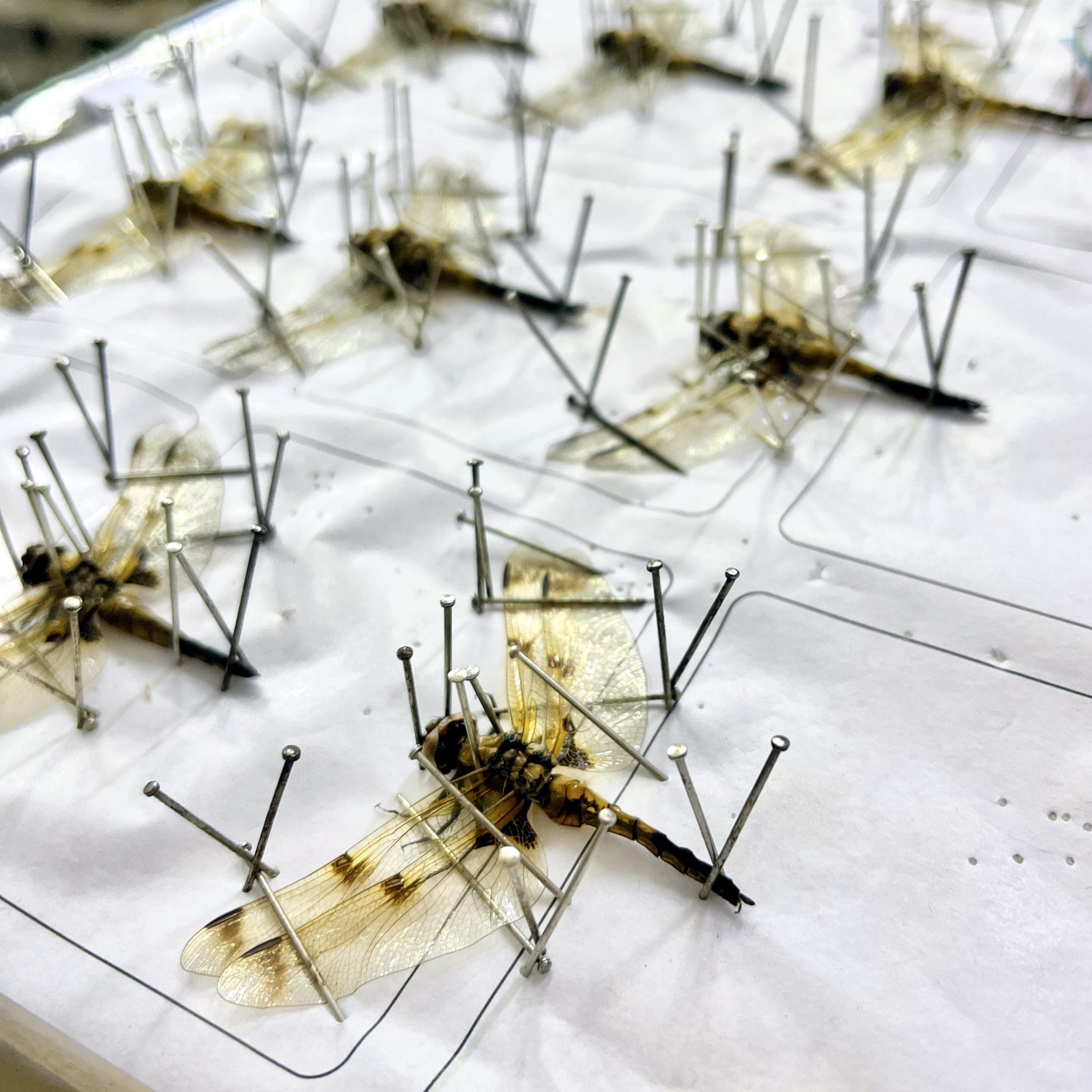 Slide 9 for Dragonfly in Resin, Four Spotted Chaser, Insects in Resin