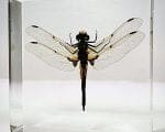 Real Dragonfly In Resin, Bugs In Resin