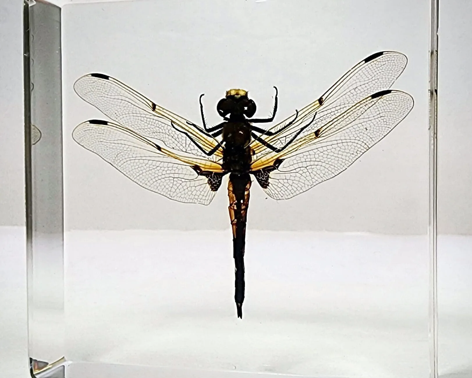 Slide 1 for Dragonfly in Resin, Four Spotted Chaser, Insects in Resin