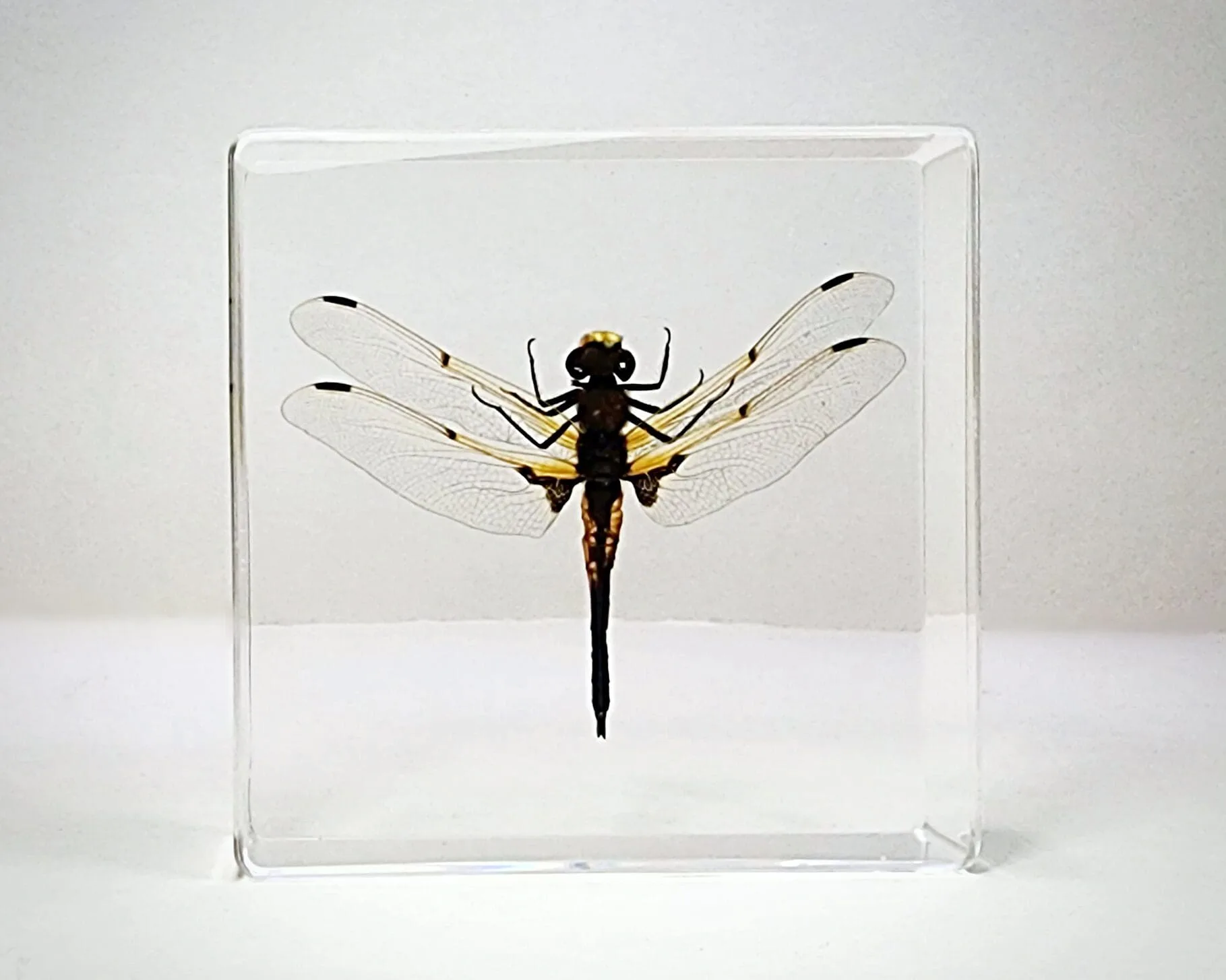 Slide 2 for Dragonfly in Resin, Four Spotted Chaser, Insects in Resin