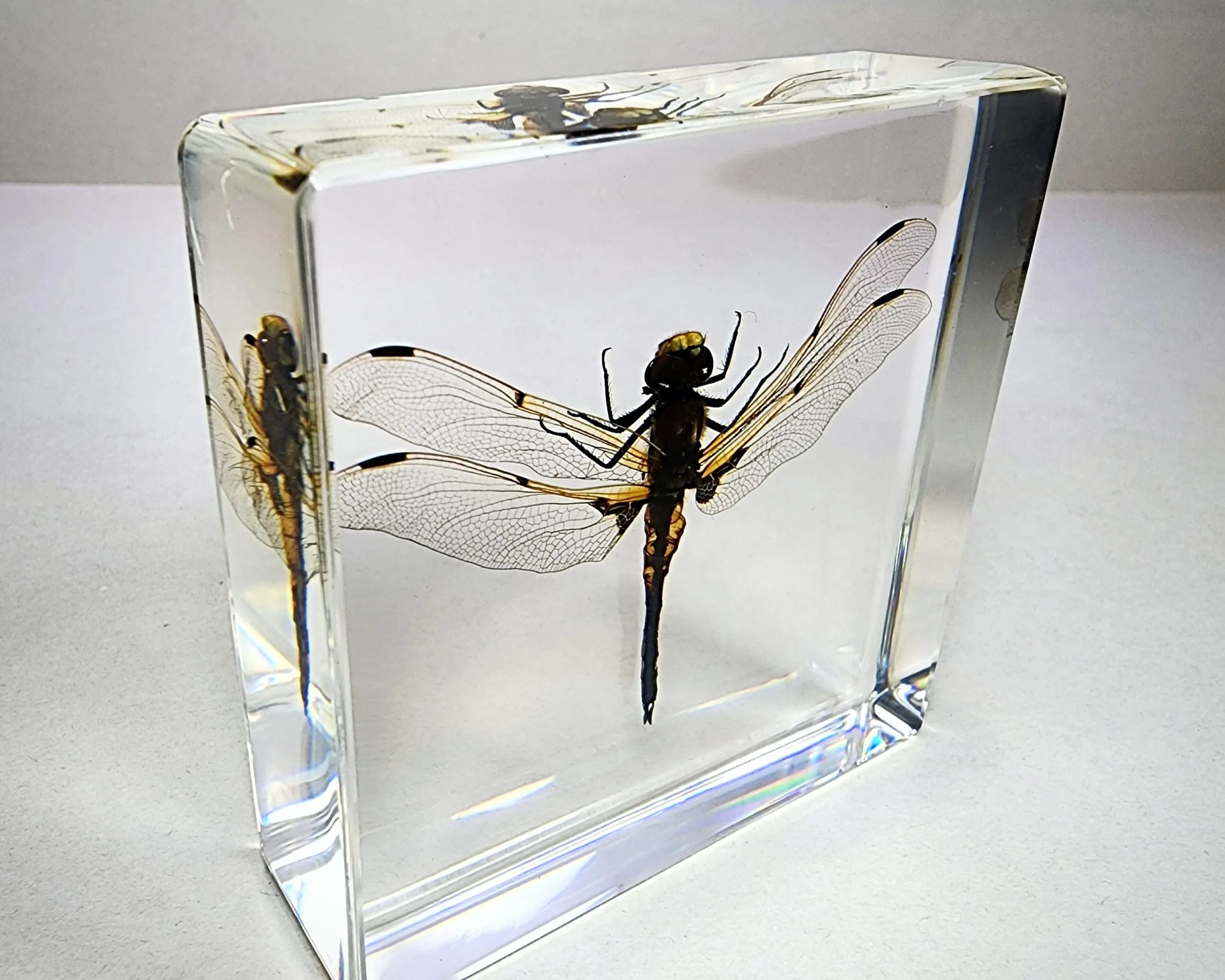 Slide 3 for Dragonfly in Resin, Four Spotted Chaser, Insects in Resin