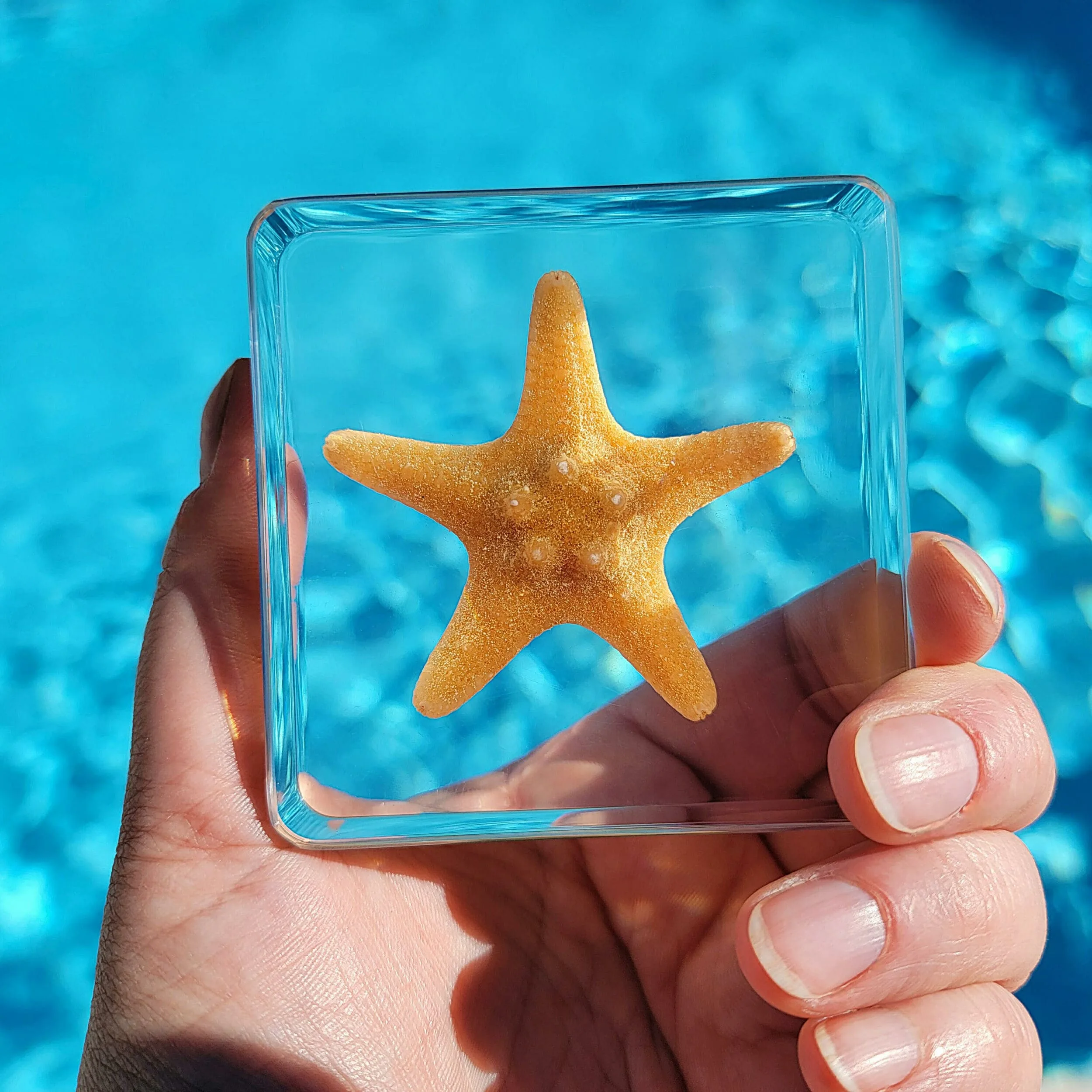Slide 6 for Real Starfish in Resin, Ocean Decor, Aquatic Curiosities
