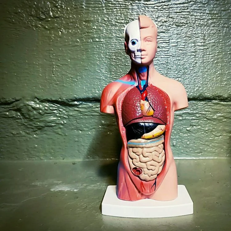 Vintage Medical Models, Oddities Curiosities Decor, Human Anitomical