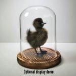Taxidermy Duck Display Dome, Oddities and Curiosities, Taxidermy Duckling, Curio, Oddities Decor, Duck