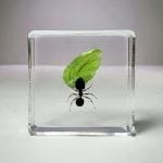 Ant with Leaf in Resin, Bugs in Resin,