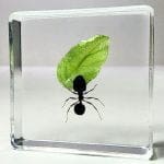 Ant with Leaf in Resin, Bugs in Resin,