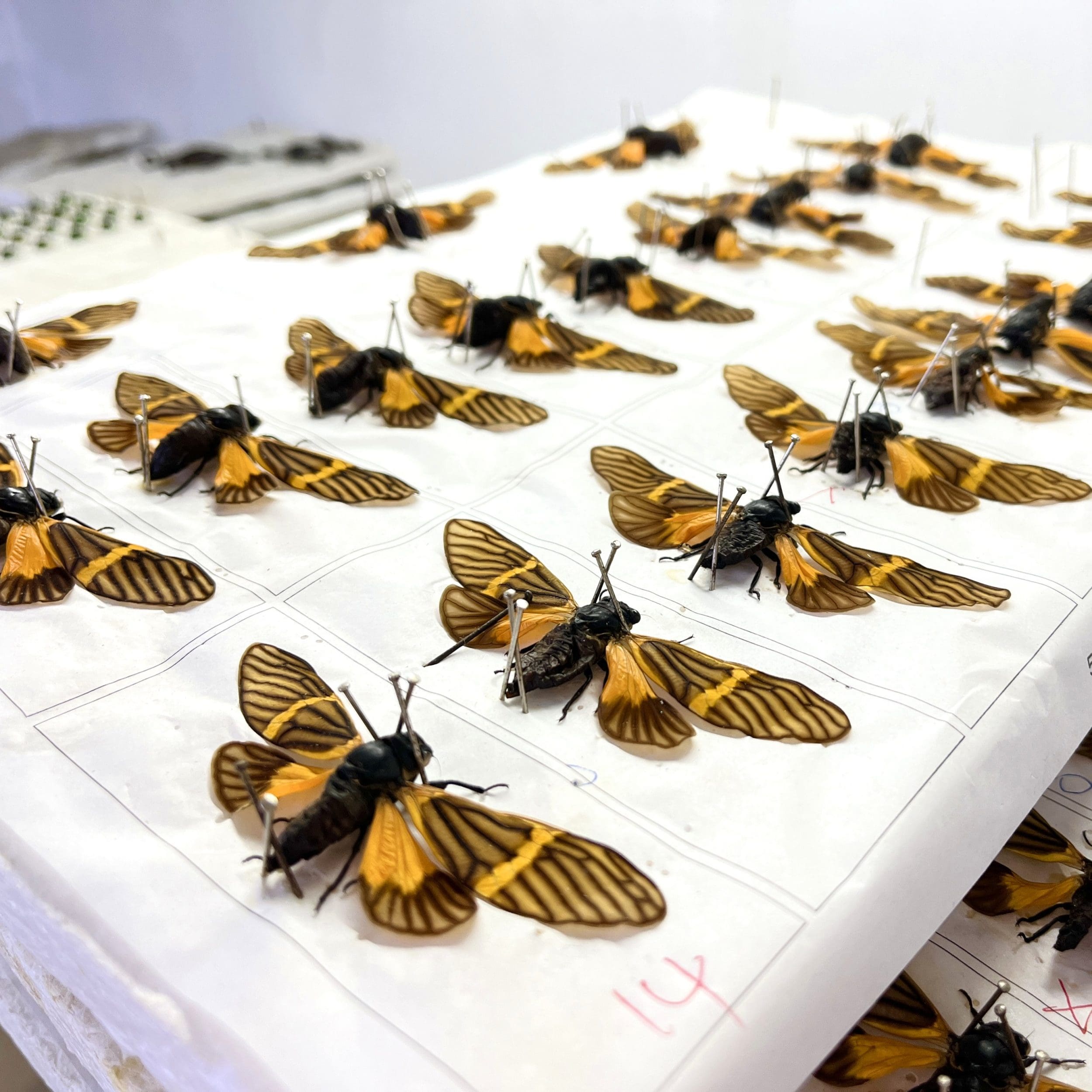 Slide 7 for Cicada in Resin, Wings Open, Flying insects