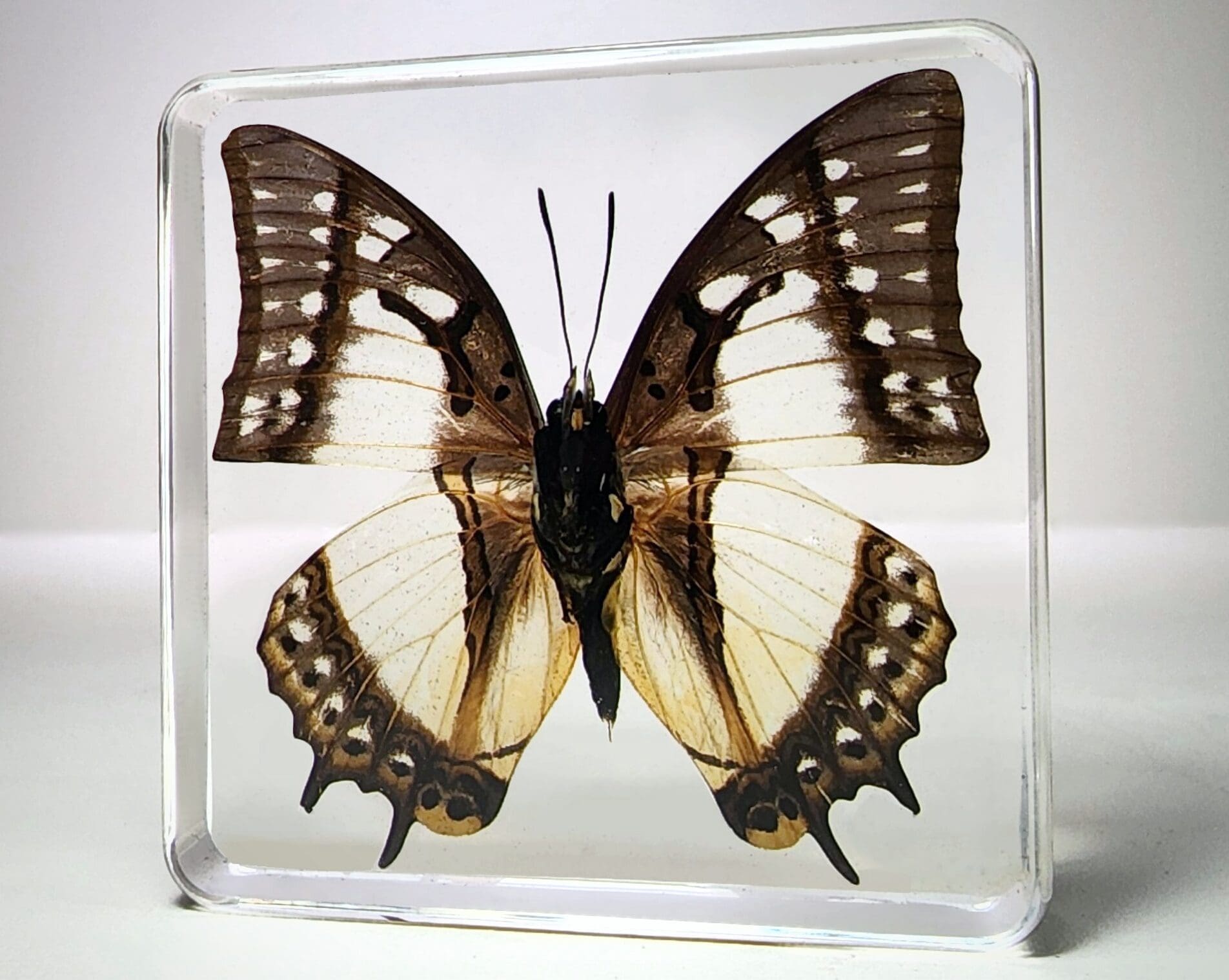 Real butterfly in Resin, Preserved Butterfly, China-Nawab Butterfly