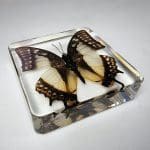 Real butterfly in Resin, Preserved Butterfly, China-Nawab Butterfly