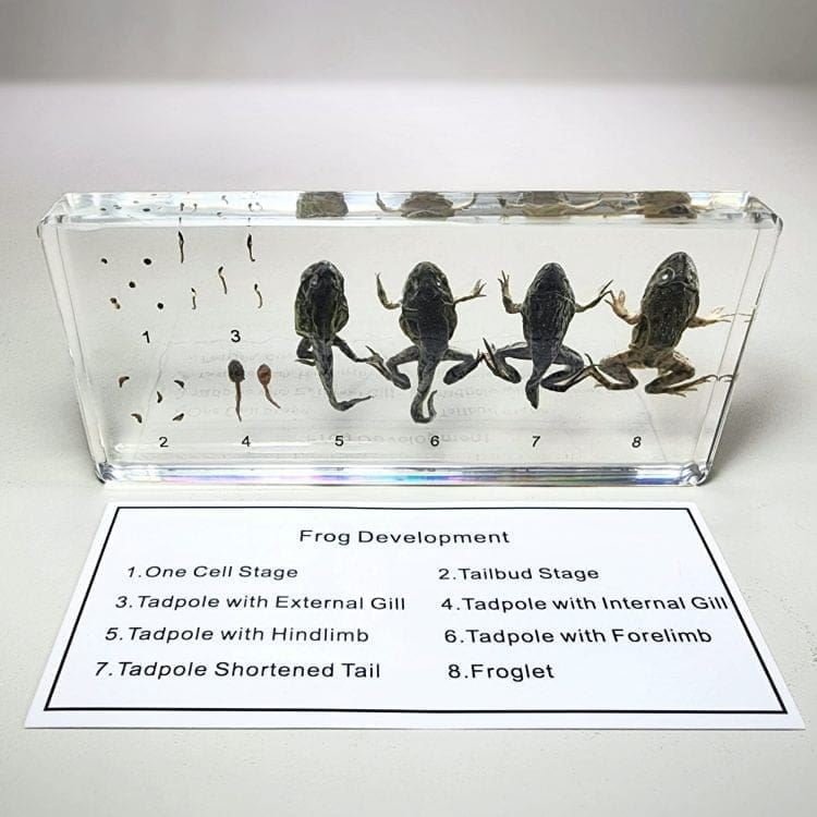 Educational display, Frog development in Resin, Scientific Specimens, Frog teaching Aid