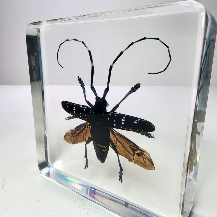 Longhorn Beetle Wings Open, Real Bug In Resin, Spotted Beetle