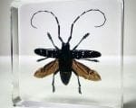 Longhorn Beetle Wings Open, Real Bug In Resin, Spotted Beetle