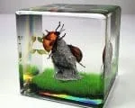 Miniature Diorama, Real Insect Diorama, Tea Bugs In Resin