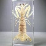 Mantis Shrimp, Shrimp In Resin, Educational Specimens in Resin