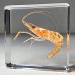 Real Shrimp in Resin, Ocean Decor, Ocean Gifts, Oddities Curiosities