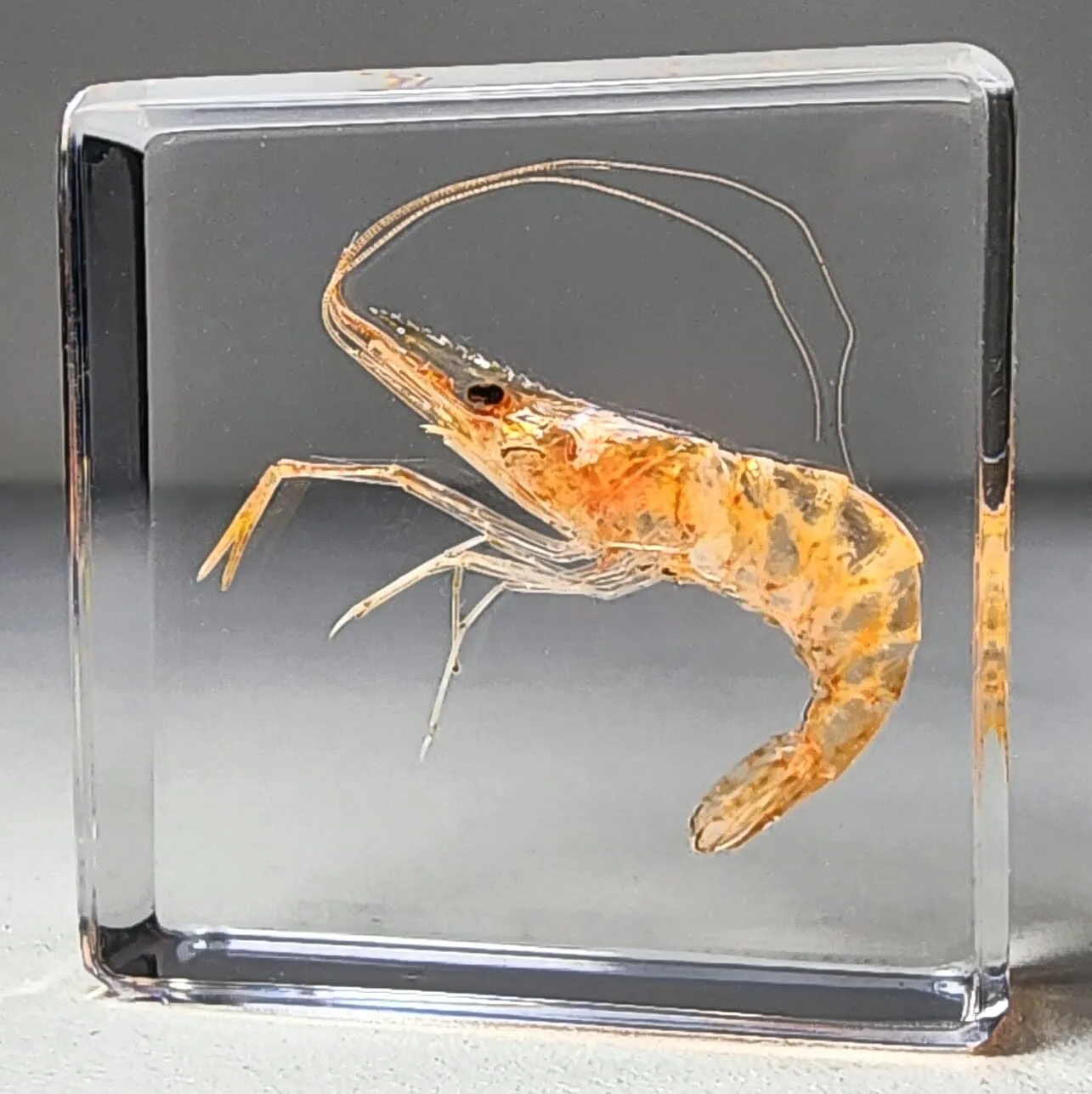 Slide 1 for Tiny Shrimp in Resin, Real Freshwater Prawn, Aquatic Animal