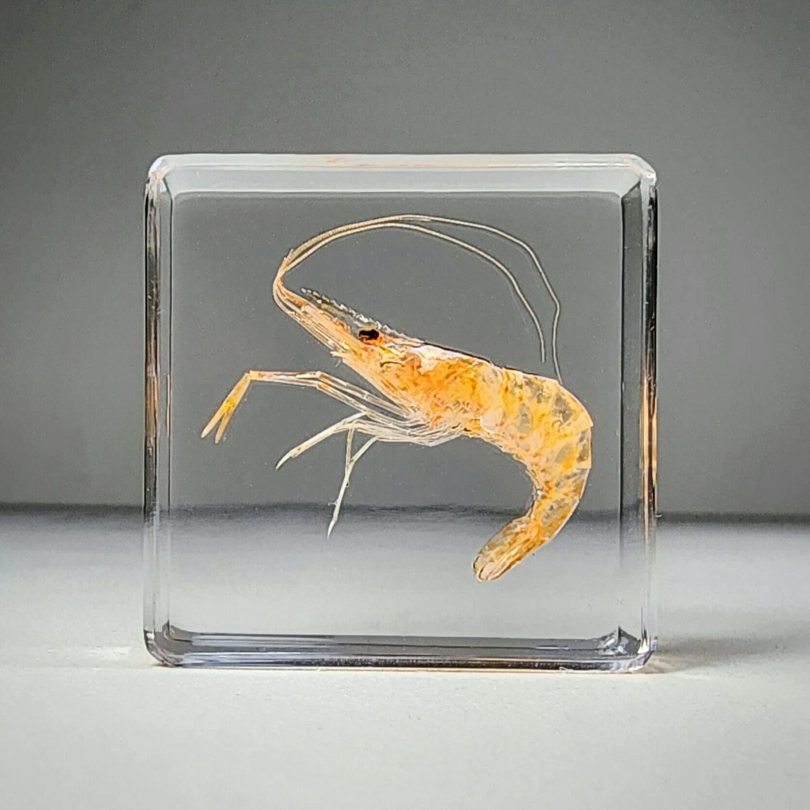 Slide 2 for Tiny Shrimp in Resin, Real Freshwater Prawn, Aquatic Animal